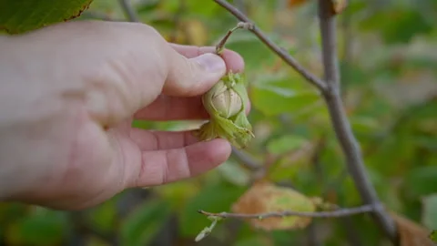 A ripe hazelnut fruit is plucked by a man's hand. Stock Footage 247467641