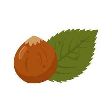 Ripe hazelnut in shell with green leaf isolated on white background Stock Illustration