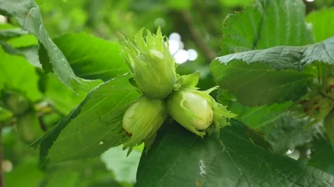 Ripe Hazelnuts Growing on a Hazel Tree 库存影片 346610054