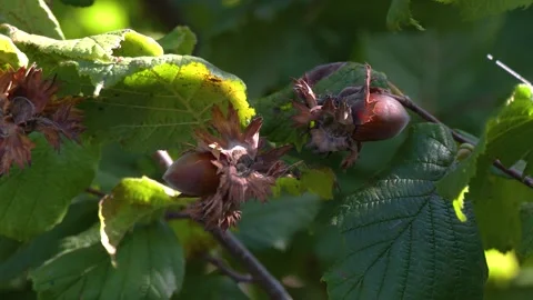 Ripe Hazelnuts Growing on Tree Before Harvest Stock Footage 345490107