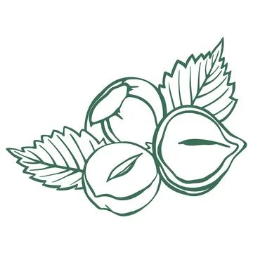 Ripe Hazelnuts in Husk with Serrated Hazel Leaves. Hand Drawn Doodle Style .. Stock Illustration