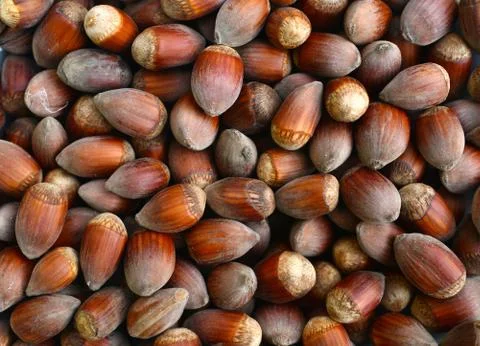Ripe hazelnuts texture Stock Photos