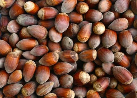 Ripe hazelnuts texture ripe hazelnuts fruit texture nature background patt... Stock Photos