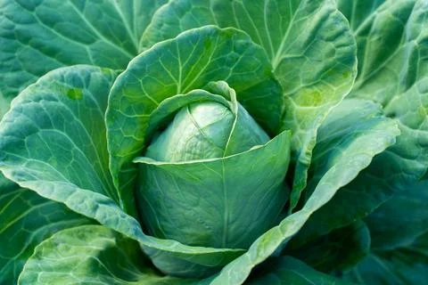 Ripe head of white cabbage close-up Stock Photos