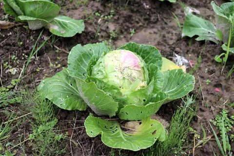 A ripe head of white cabbage with perforated leaves from a snail in a garde.. Stock Photos
