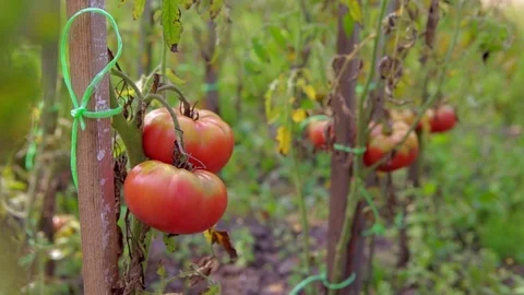 Ripe homemade tomatoes close-up Stock Footage 79919992