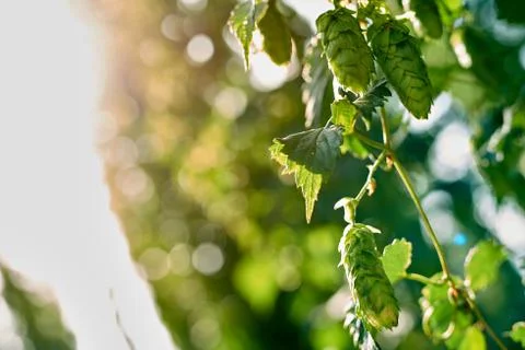 Ripe hop cones in the field Stock Photos