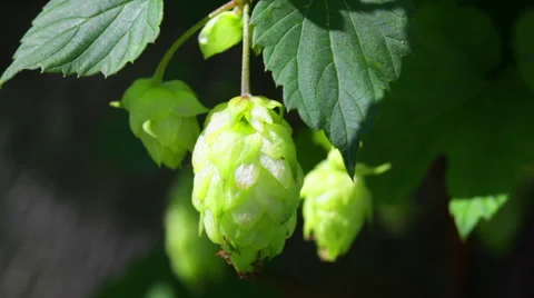Ripe hops plant close up Stock Footage 54716361