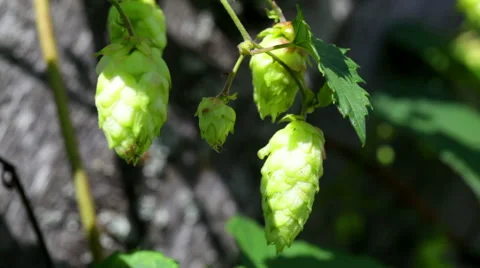 Ripe hops plant close up Video stock 56925734