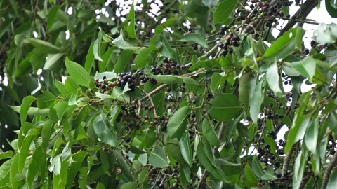 Ripe Indian Jamun Fruit Hanging on Horizontal Tree Branches. Stock Footage 337372965