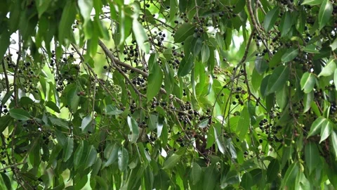 Ripe Indian Jamun Fruit Hanging on Tree Branches with Green Leaves Stock Footage 337372967