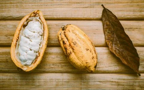 Ripe Indonesia cocoa setup on rustic wooden background. Stock Photos