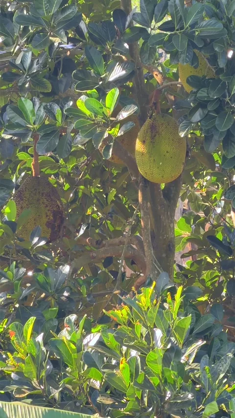 Ripe jackfruit clusters grow directly from the trunk amid dense glossy leaves 스톡 동영상 325174407