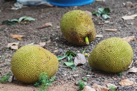 Ripe jackfruit ,that fell from the tree Stock Photos