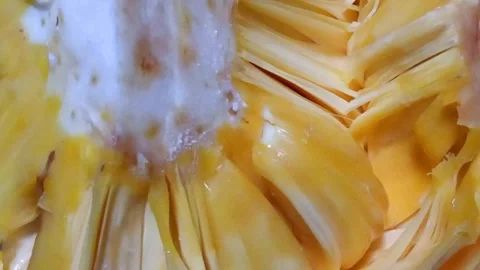 Ripe Jackfruit Stock Footage 313169002