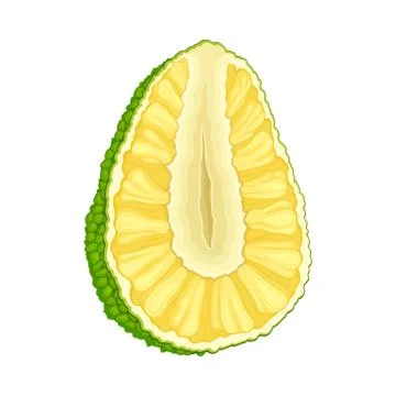 Ripe Jackfruit with Green Pimpled Shell and Fibrous Core Vector Illustration Stock Illustration