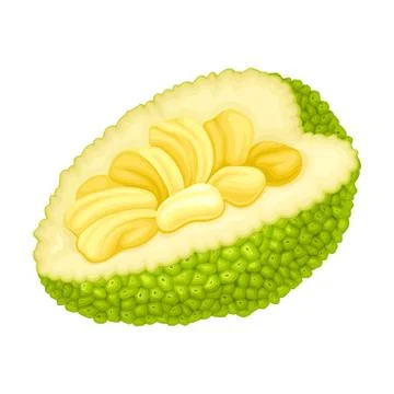 Ripe Jackfruit with Green Pimpled Shell and Fibrous Core Vector Illustration Stock Illustration