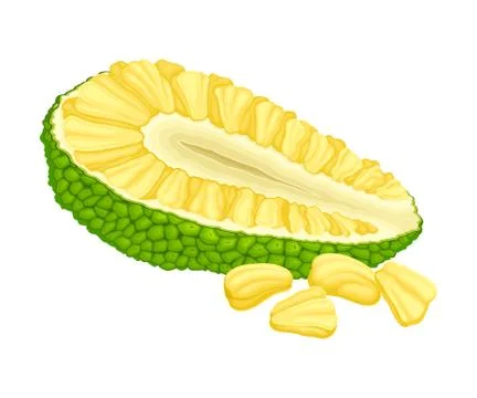 Ripe Jackfruit with Green Pimpled Shell and Fibrous Core Vector Illustration Stock Illustration