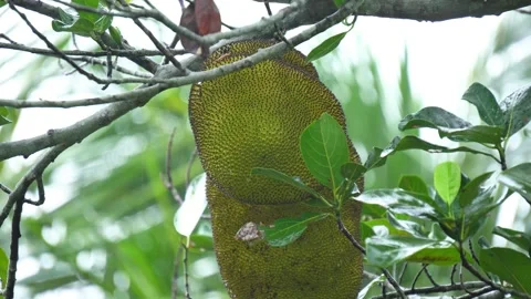 Ripe Jackfruit Hanging from Tree Branch in Tropical Jungle Close Up. Stock Footage 338030340