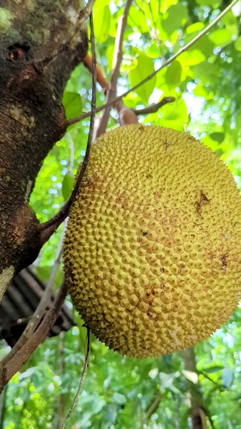 Ripe Jackfruit Hanging on Tree, Tropical Fruit Close Up in Lush Green Garden Video stock 336919847