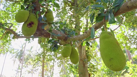 Ripe Jackfruit Hanging on Tropical Tree Branch in Bright Sunlight with Lush Gree Stock Footage 334318219
