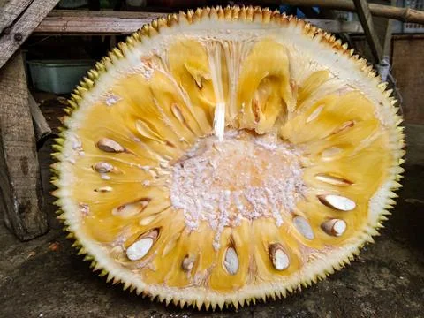 Ripe jackfruit split open showing the contents of the yellow fruit Stock Photos