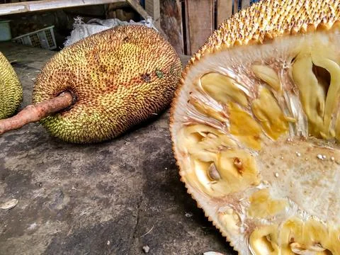 Ripe jackfruit split open showing the contents of the yellow fruit Stock Photos