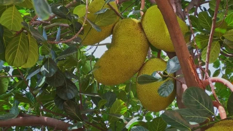 Ripe Jackfruits Hanging on Tree with Gently Swaying Leaves in Natural Daylight Stock Footage 339086300