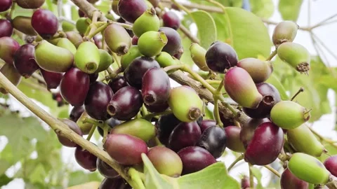 Ripe java plum syzygium cumini fruit cluster Video stock 347367826