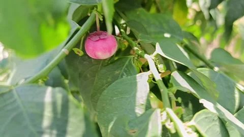 Ripe Java Sweet Leaf Fruit on Plant (Sauropus androgynus) Stock Footage 339045432