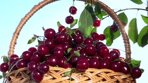 Ripe, juicy cherries fall down into a basket on sky background. Video stock 54936339