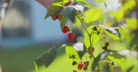 Ripe juicy raspberry on the branch on the backyard of a house. Woman hand picks Stock Footage 316136878
