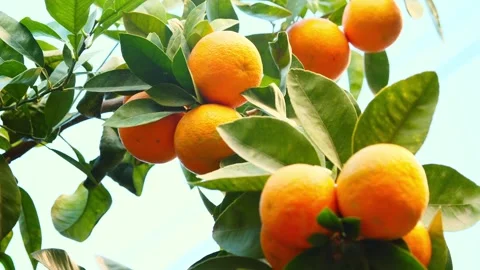 Ripe juicy sweet oranges on the tree. Orange plantation Stock Footage 282794953