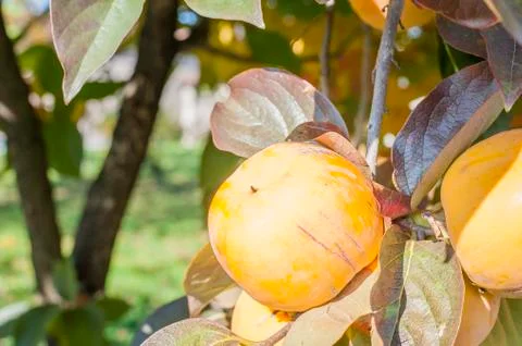 Ripe kaki on branch Stock Photos
