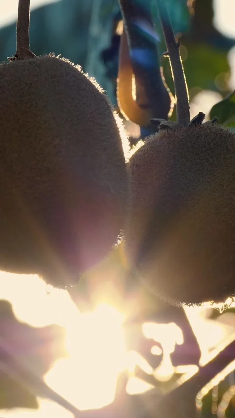 Ripe kiwifruit on the tree surrounded by leaves before picking. Farming and Stock Footage 314980302
