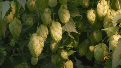 Ripe large cones of beer hops on a hop bush on a sunny autumn day. Stock Footage 166435590