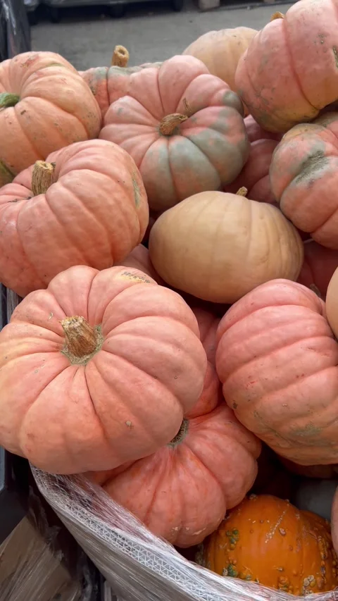 Ripe large orange and red pumpkins at the autumn market. Stock Footage 337265726