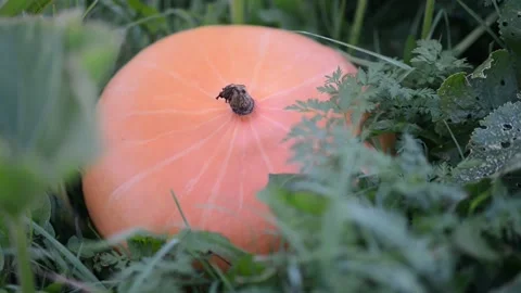 Ripe large orange pumpkins on a melon field in green foliage. Stock Footage 218813571