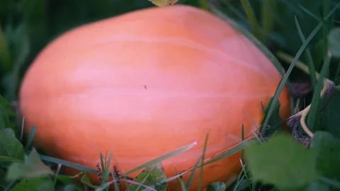 Ripe large orange pumpkins on a melon field in green foliage. Stock Footage 218814285