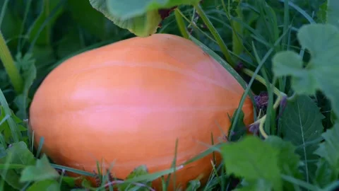 Ripe large orange pumpkins on a melon field in green foliage. Stock Footage 218814705