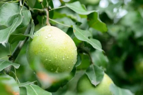 Ripe large pear under rain drops on a tree with green leaves Stock Photos
