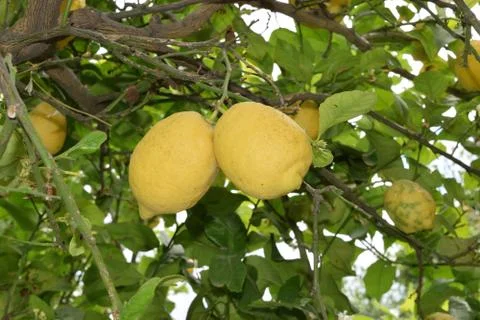 Ripe lemon fruit between branches and leaves 库存照片