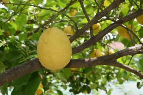 Ripe lemon fruit between branches and leaves Stock Photos