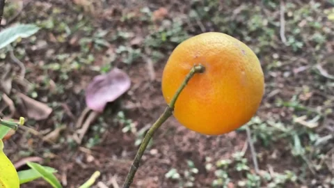Ripe lemon hanging on small lemon tree Видео 135844913