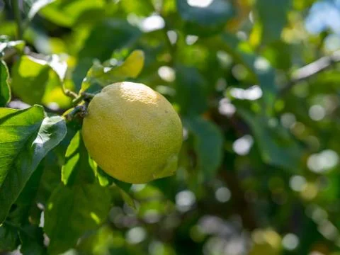 Ripe lemon hanging off of tree ready for harvest Stock Photos