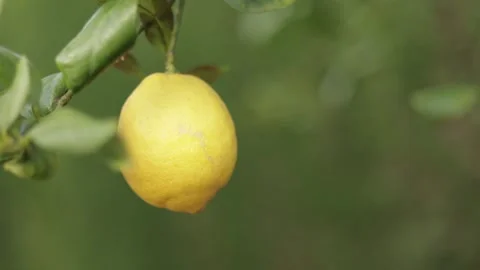 Ripe Lemon Moving Softly in the Wind on Citrus Tree Stock Footage 331925917