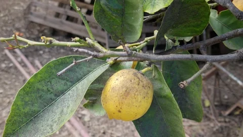 Ripe Lemon on Tree with Sooty Mold on Leaves in Garden Stock Footage 332154764