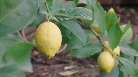 Ripe lemon on tree swinging Stock Footage 293339526