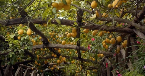 Ripe Lemon Trees around archway Stock Footage 129790730