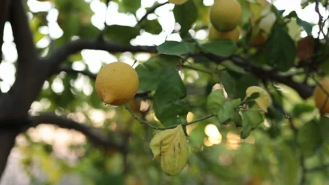 Ripe lemon trees hanging on the tree. Mediterranean citrus lemon harvest Stock Footage 227957341